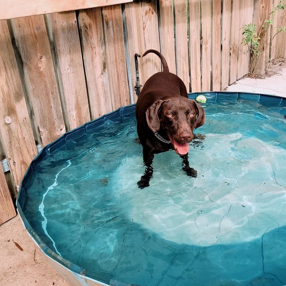 Jax, a Adoptable mixed breed in Coral Springs, FL image 4/11