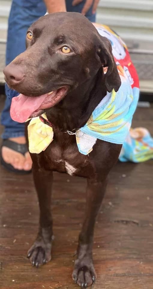 Jax, Adoptable, Adult Male Labrador Retriever & Hound.