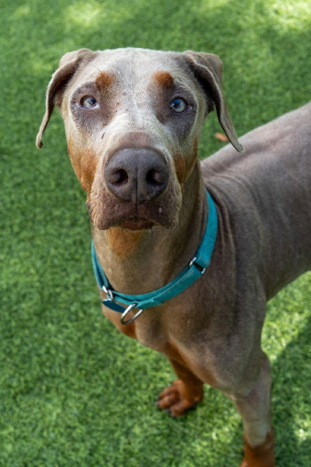 Canelo 3481, Adopted, Young Male Doberman Pinscher.