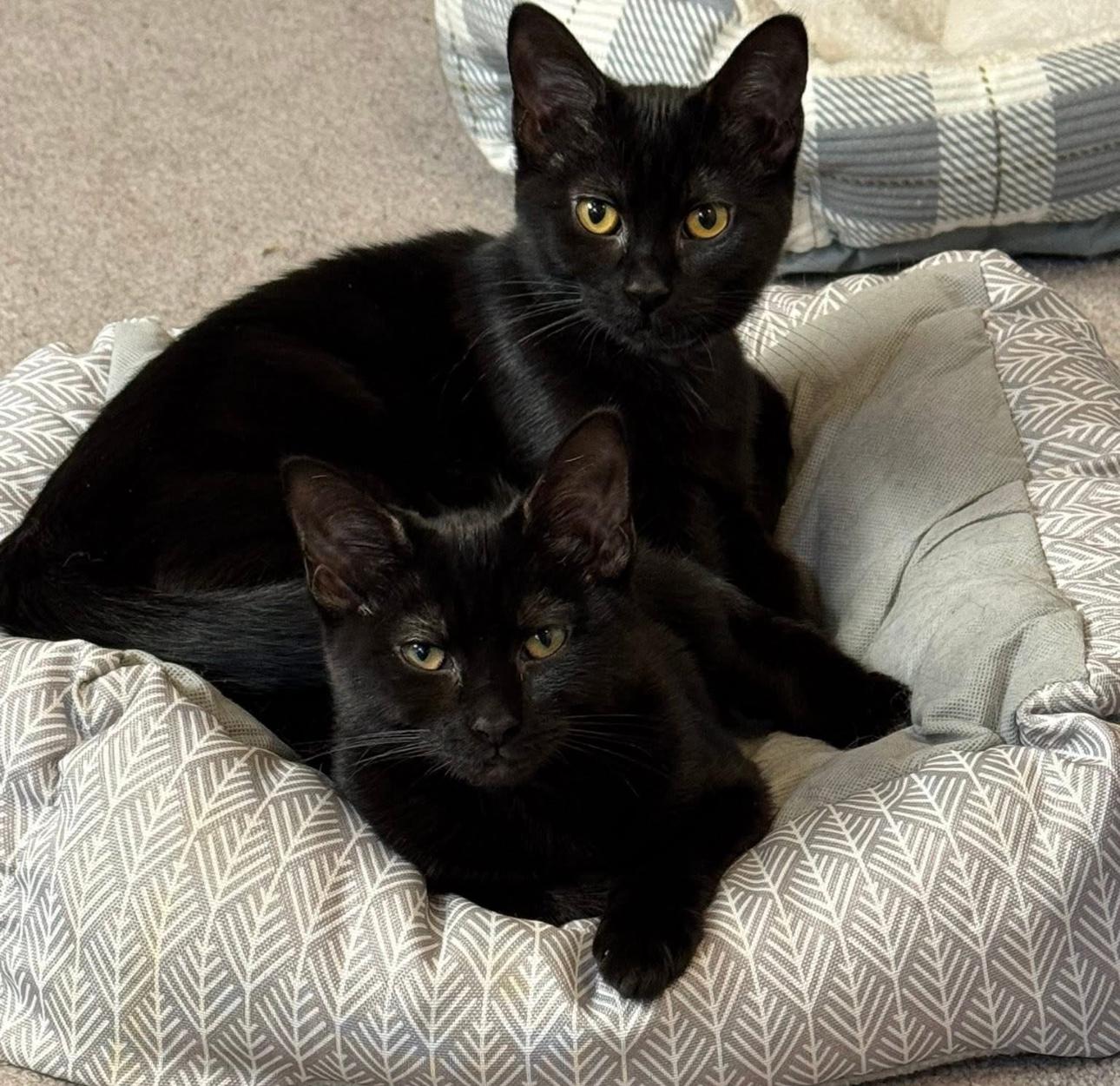 Alice and Jasper