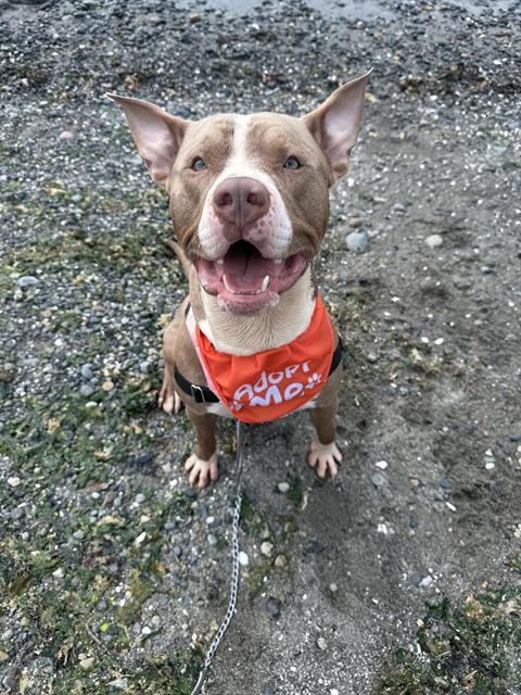 Enlarge YOGI, a Adoptable Pit Bull Terrier in Kent, WA image 1/1