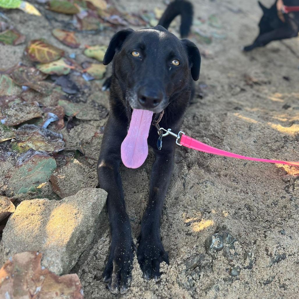 Enlarge Frank, a Adoptable Mixed Breed in Vieques, PR image 2/6