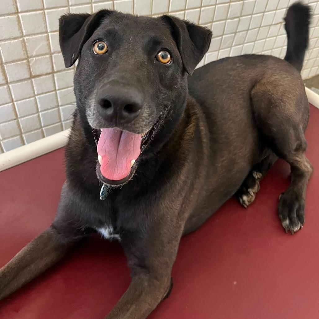 Enlarge Frank, a Adoptable Mixed Breed in Morristown, NJ image 2/6