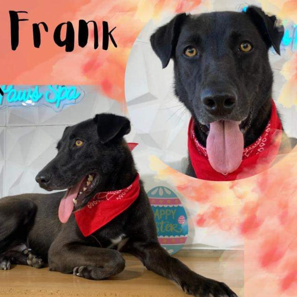 Enlarge Frank, a Adoptable Mixed Breed in Vieques, PR image 4/6
