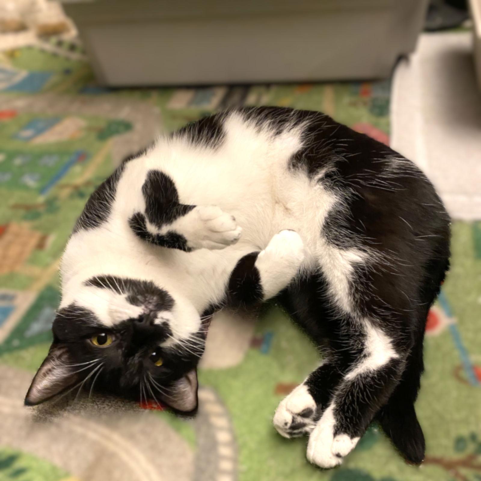 Bubbles, a Adoptable mixed breed in Springfield, OR image 2/3