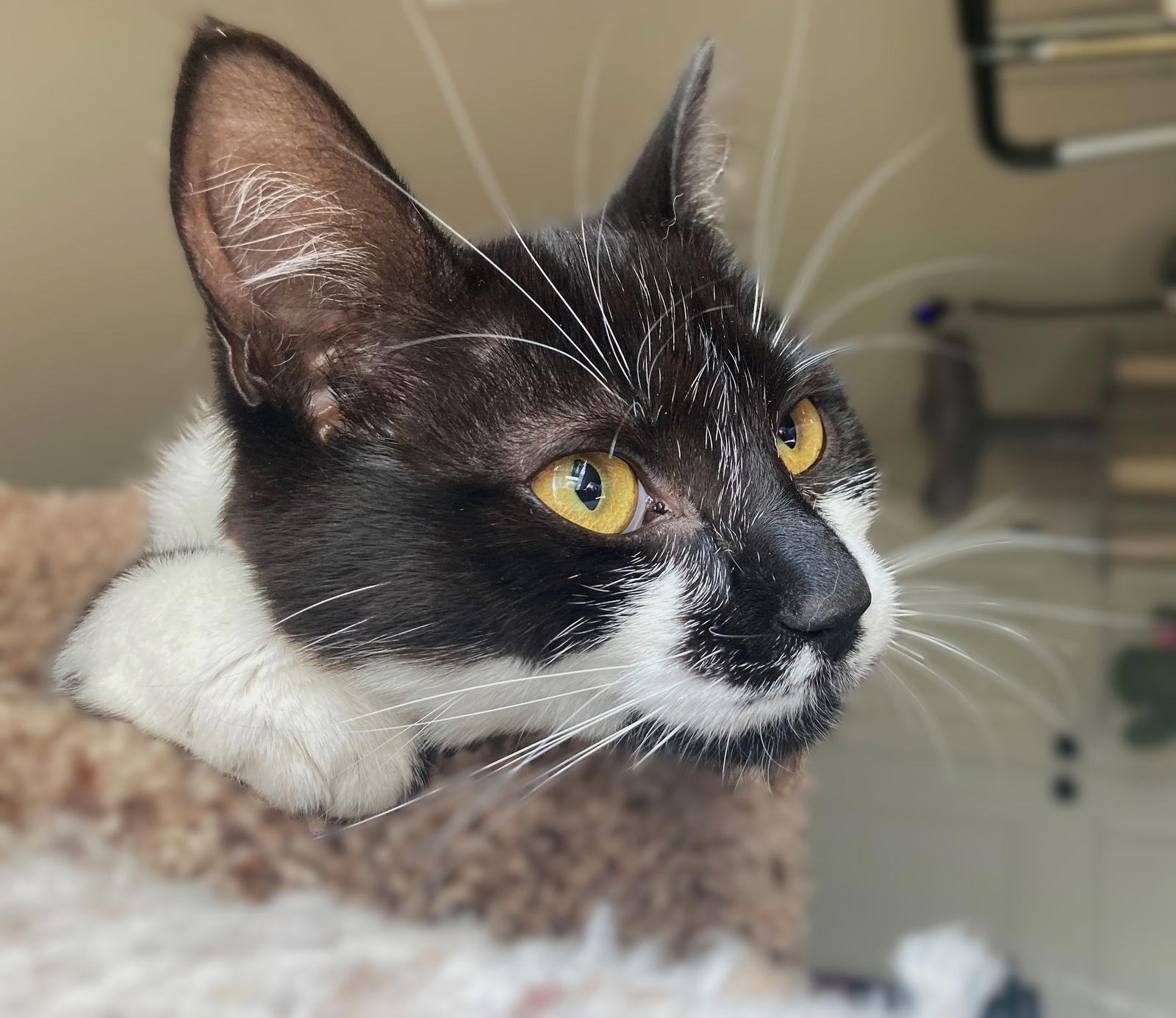 Bubbles, a Adoptable mixed breed in Springfield, OR image 3/3