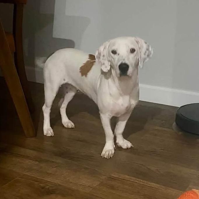 Dolly Mae, Adoptable, Young Female Basset Hound & Mixed Breed.
