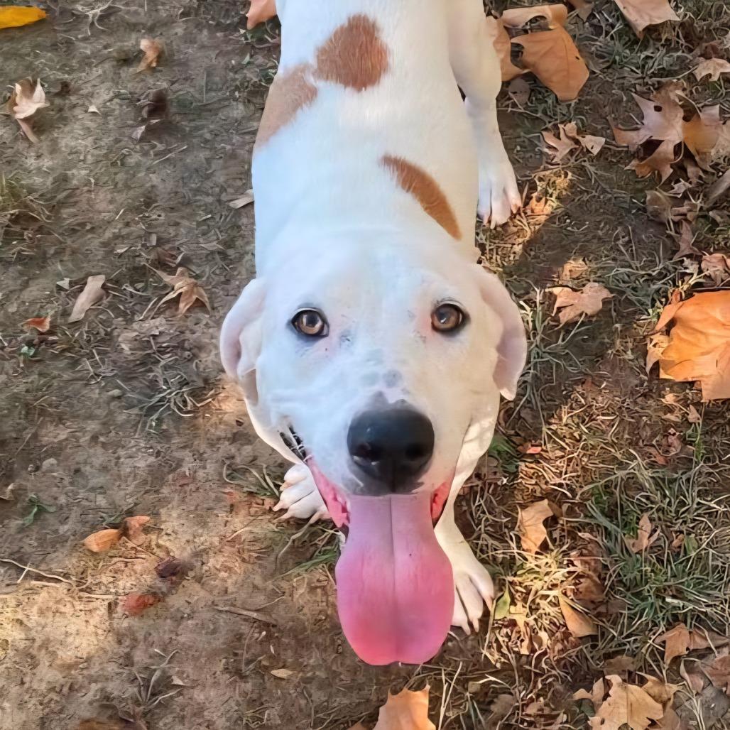 Enlarge Dolly Mae, a Adoptable mixed breed in Ferndale, MI image 2/6