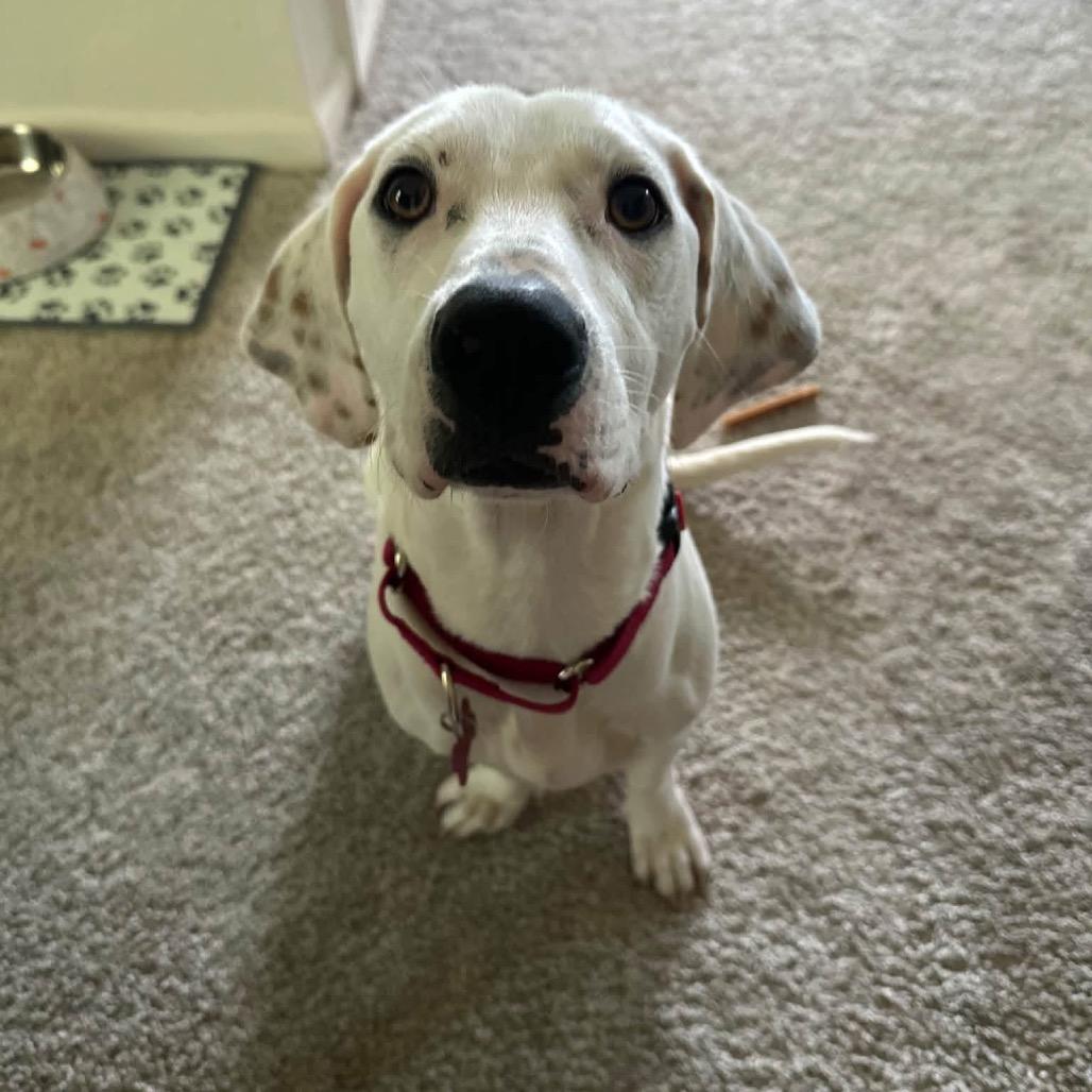 Enlarge Dolly Mae, a Adoptable mixed breed in Ferndale, MI image 3/6