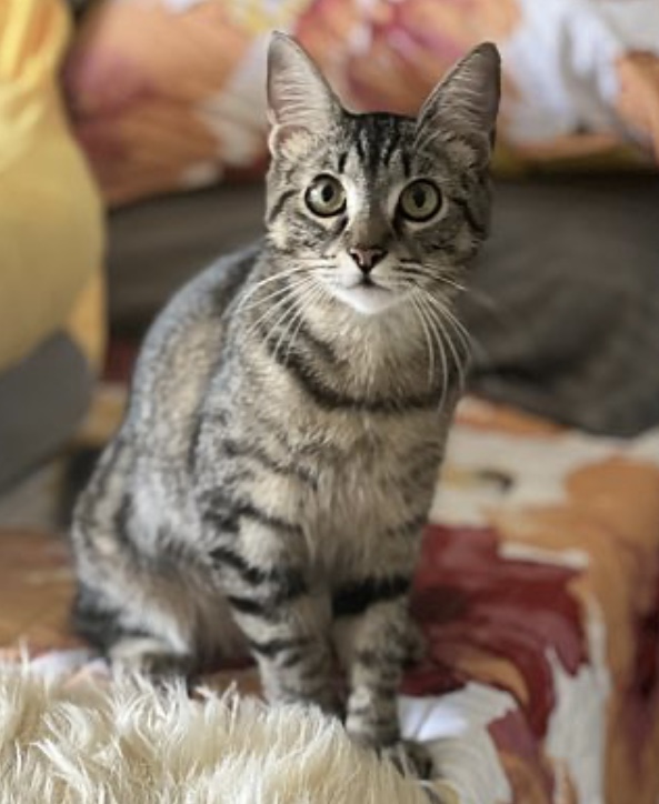 Miss Mittens (bonded to Bunny)