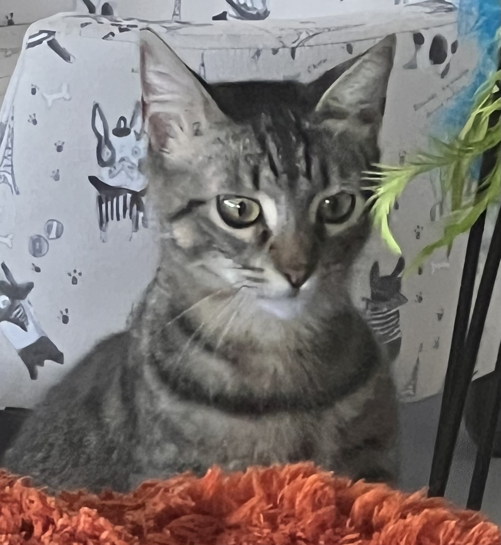 Miss Mittens (bonded to Bunny) — thumbnail 3