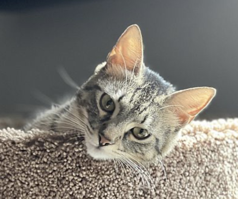 Miss Mittens (bonded to Bunny) — thumbnail 4