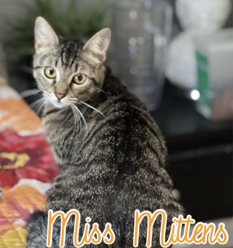 Miss Mittens (bonded to Bunny) — thumbnail 5
