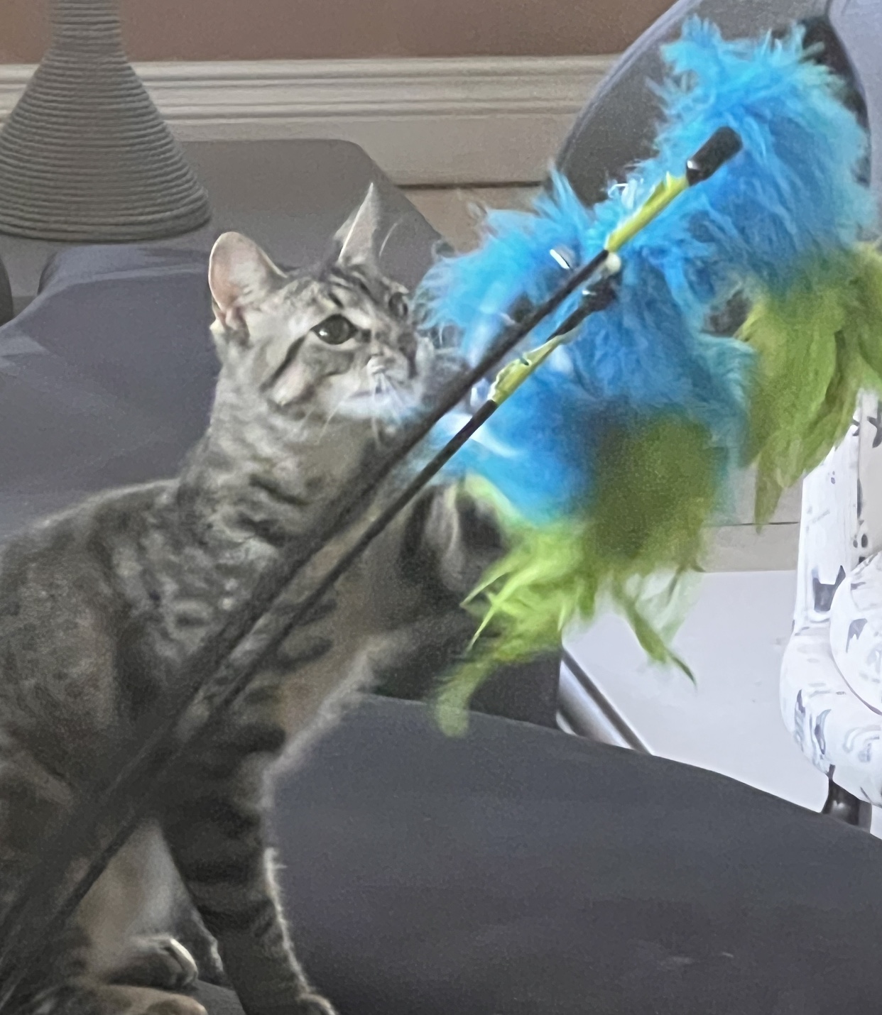 Miss Mittens (bonded to Bunny) — thumbnail 6