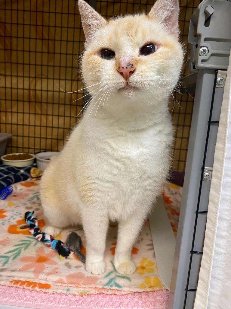 STRAY CAT C-219-26, Adoptable, Senior Female Abyssinian.