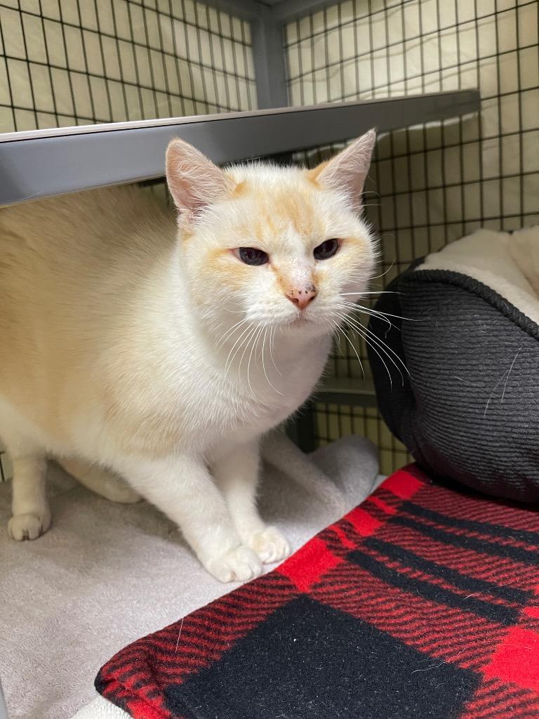 Enlarge STRAY CAT C-219-26, a Adoptable Abyssinian in Grants Pass, OR image 2/6