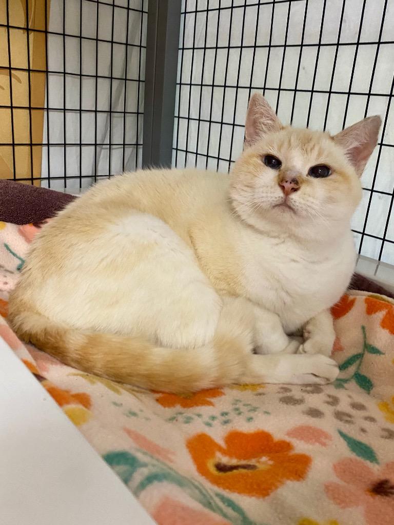 Enlarge STRAY CAT C-219-26, a Adoptable Abyssinian in Grants Pass, OR image 3/6