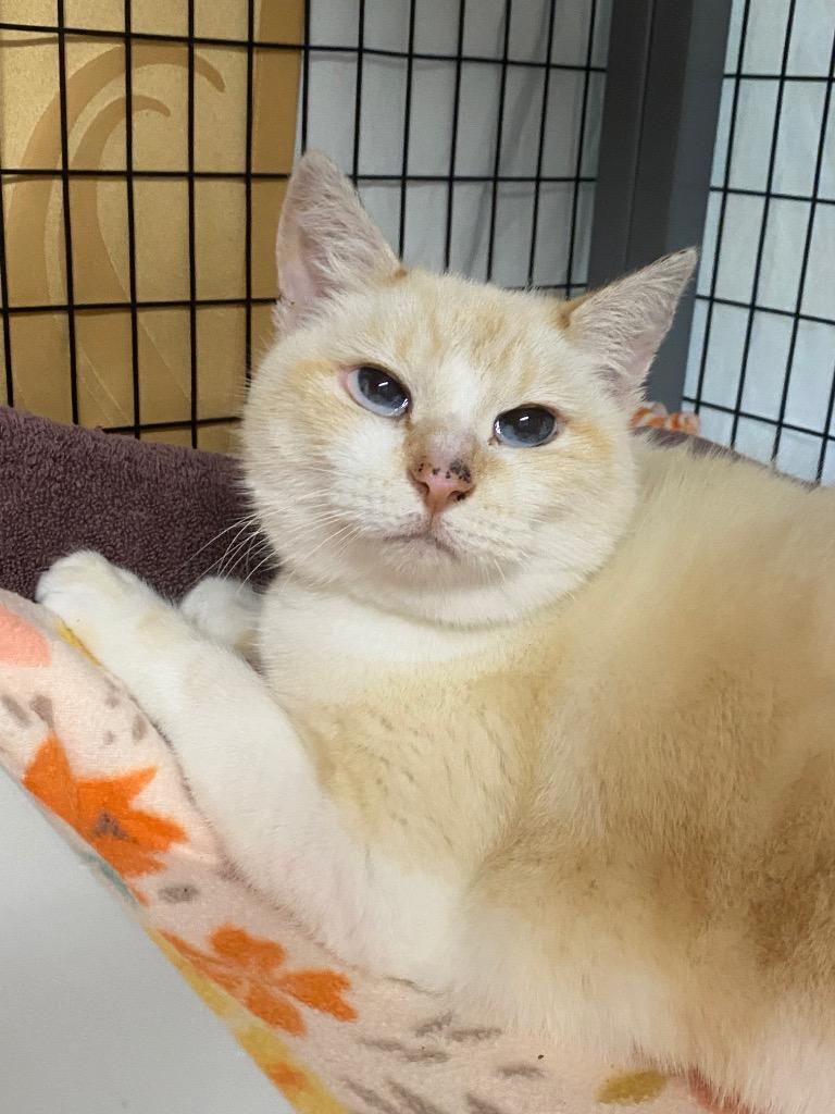 Enlarge STRAY CAT C-219-26, a Adoptable Abyssinian in Grants Pass, OR image 6/6