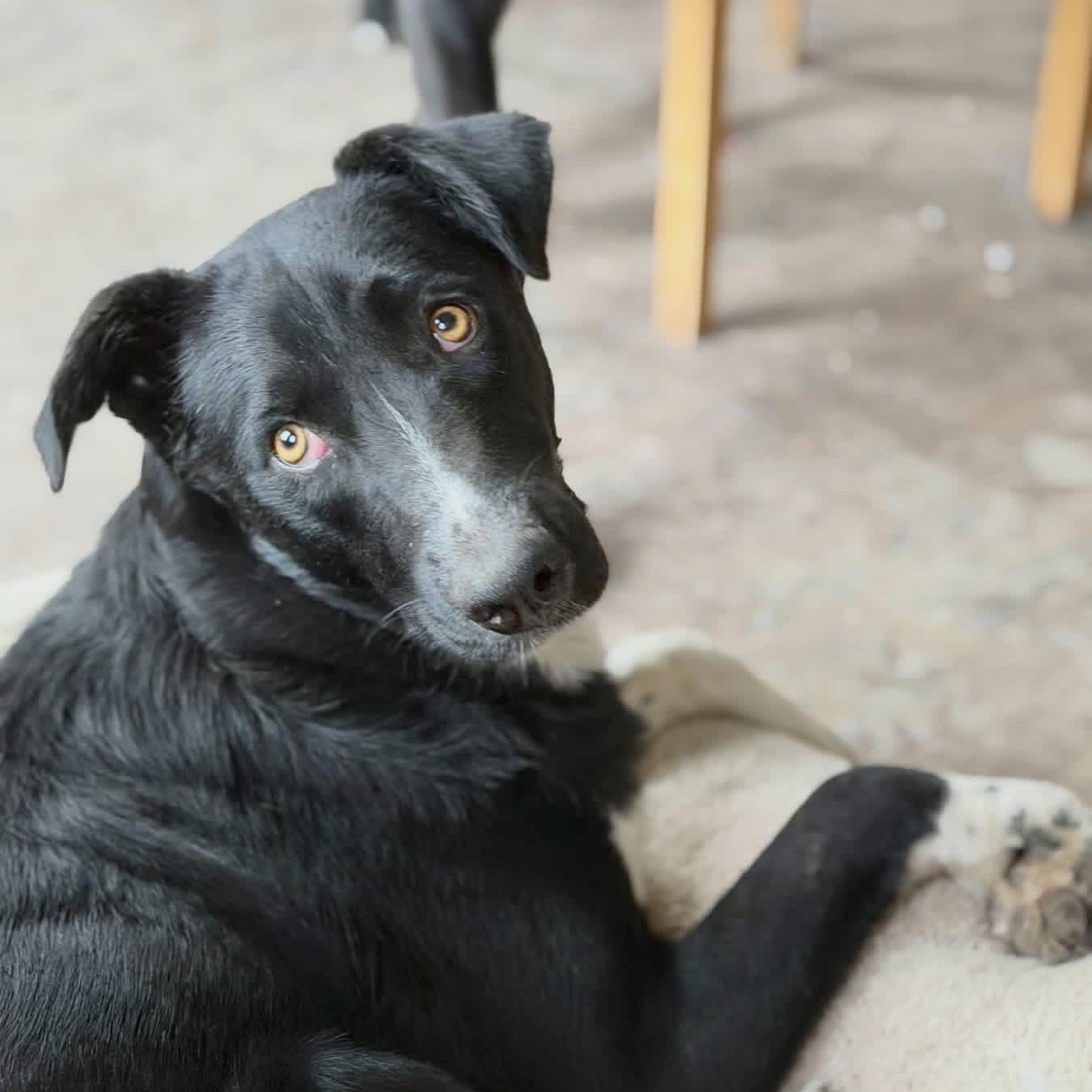 Nix, Adoptable, Adult Male Mixed Breed.