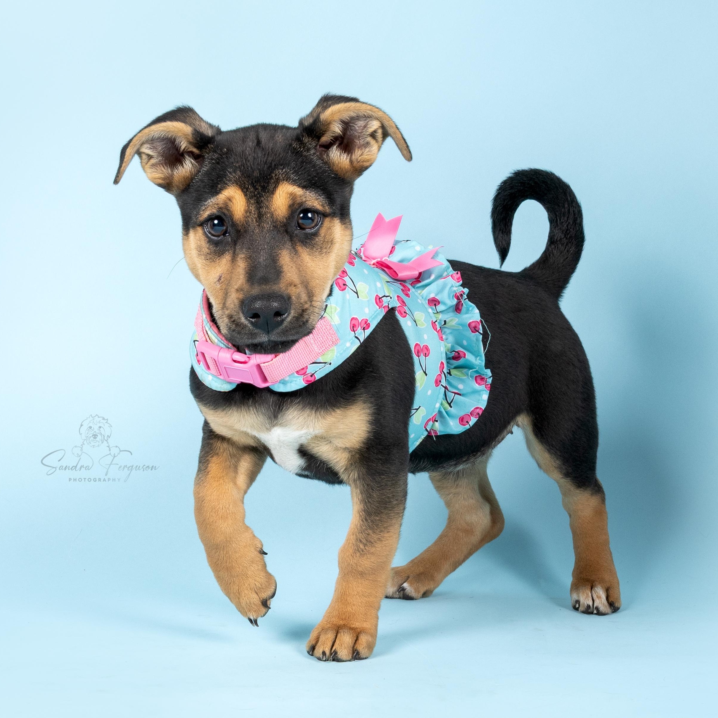 Enlarge Dolly, a Adoptable Shepherd in Atoka, TN image 5/6