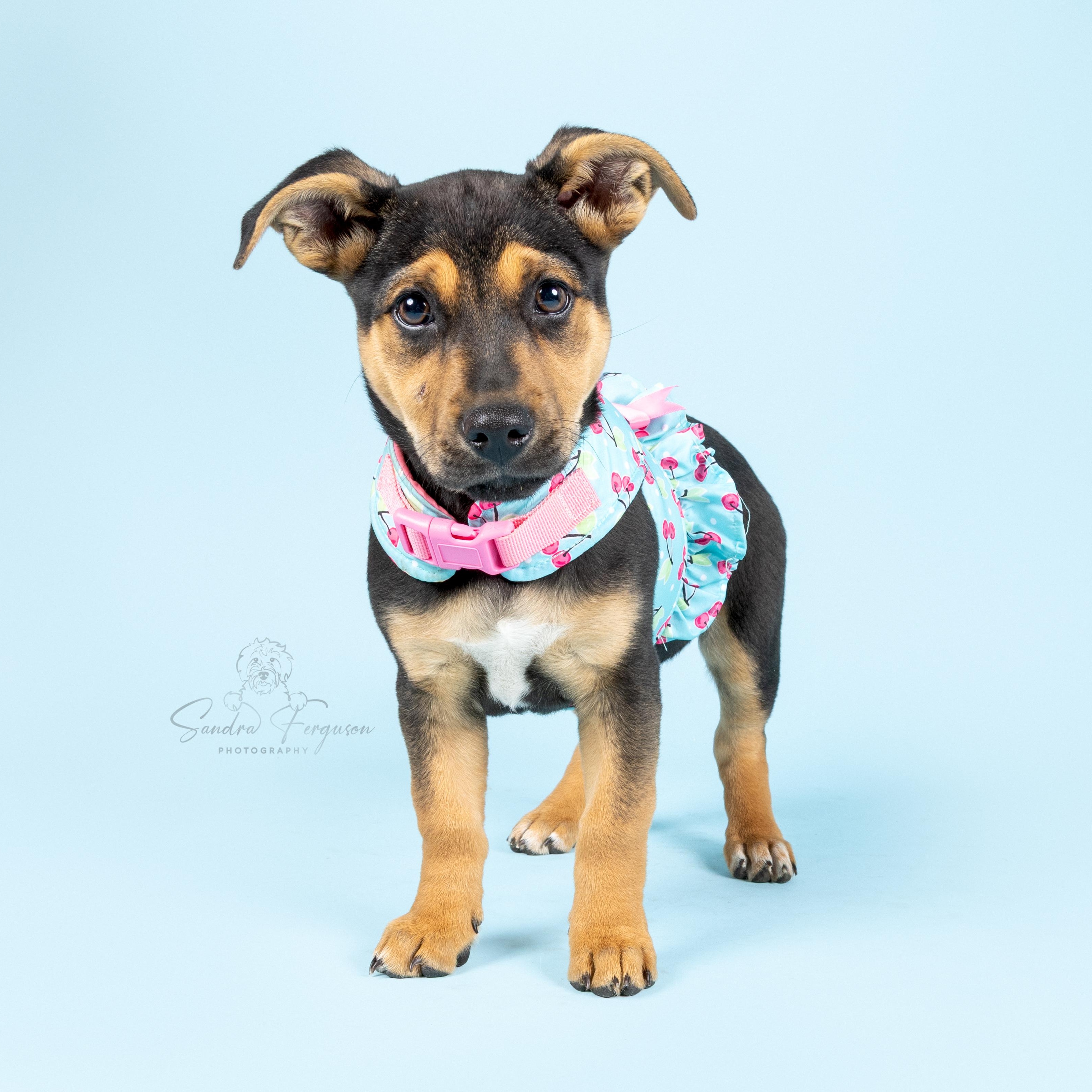 Dolly, Adoptable, Puppy Female Shepherd.