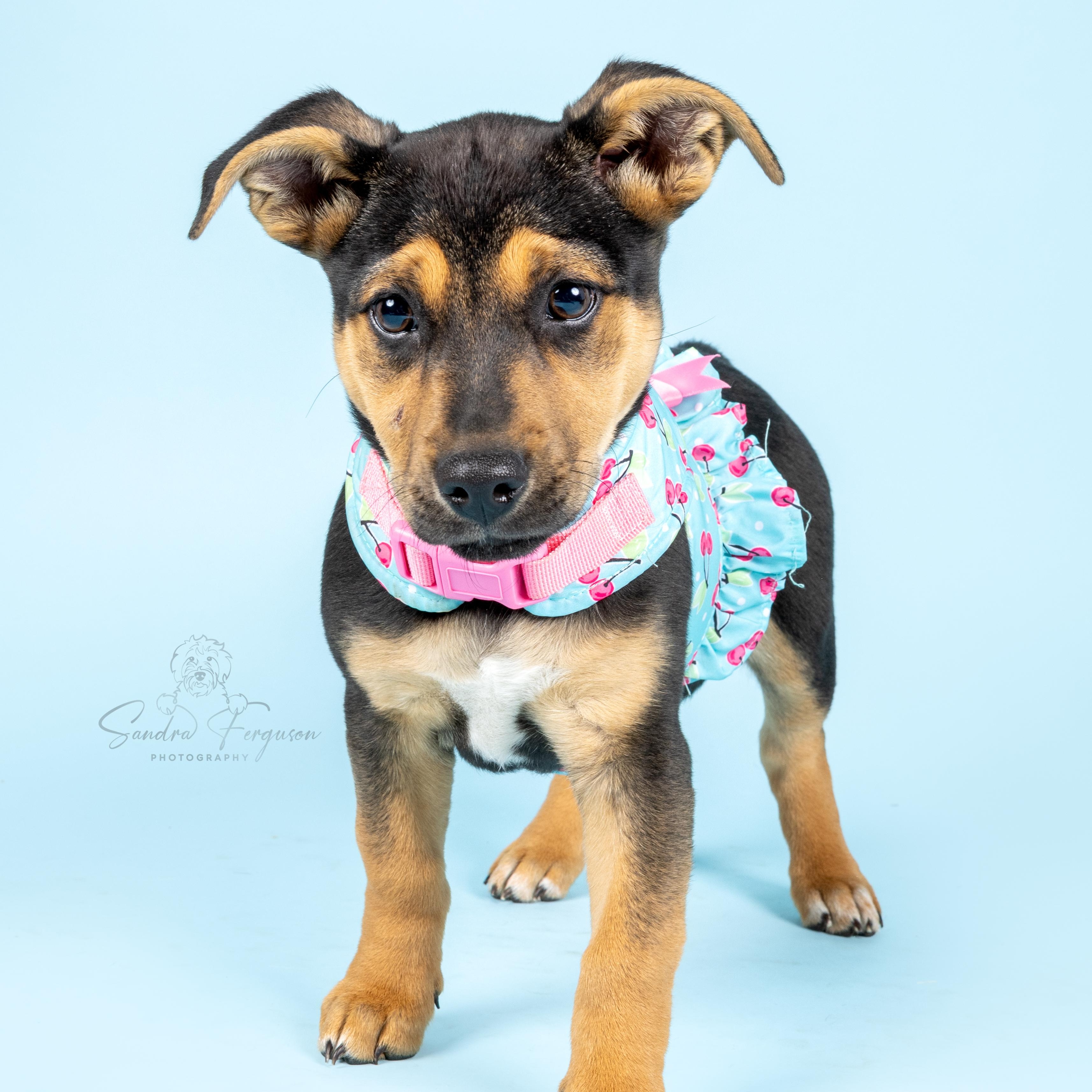 Enlarge Dolly, a Adoptable Shepherd in Atoka, TN image 3/6
