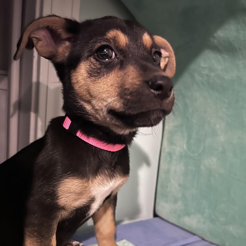 Dolly, Adoptable, Puppy Female Shepherd.