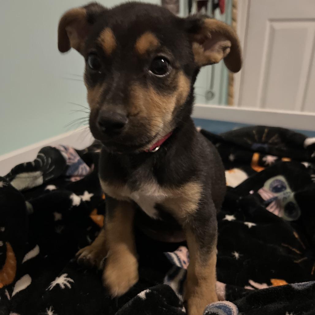 Enlarge Dolly, a Adoptable Shepherd in Atoka, TN image 2/6