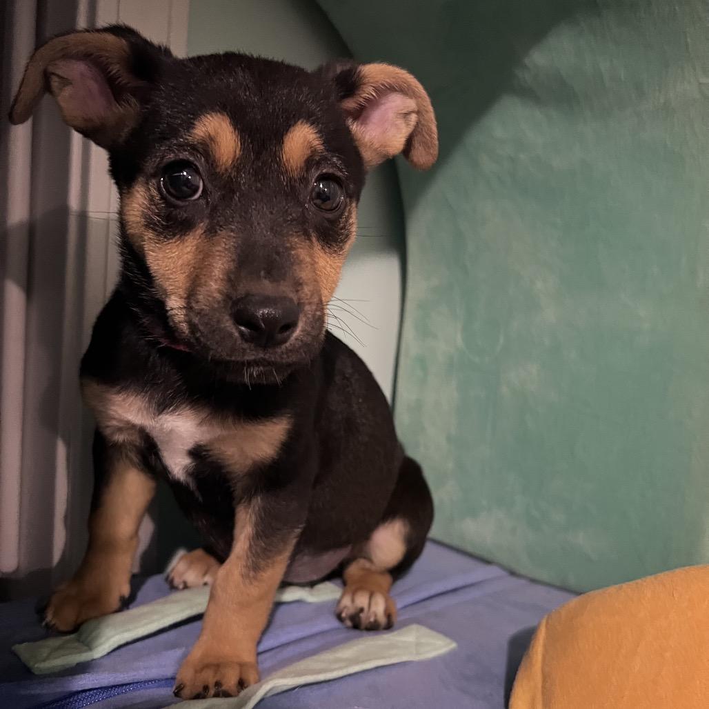 Enlarge Dolly, a Adoptable Shepherd in Atoka, TN image 3/6