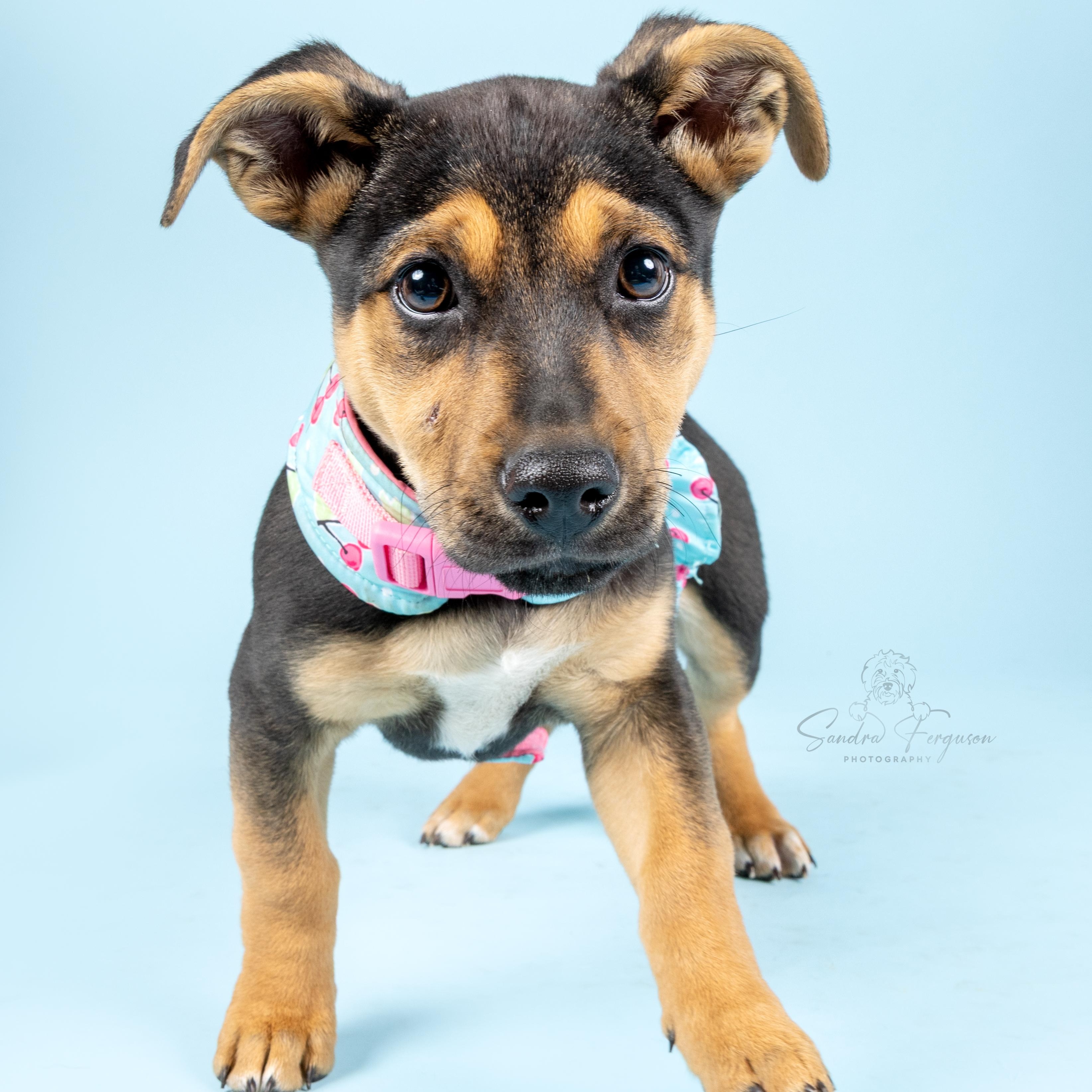 Enlarge Dolly, a Adoptable Shepherd in Atoka, TN image 4/6