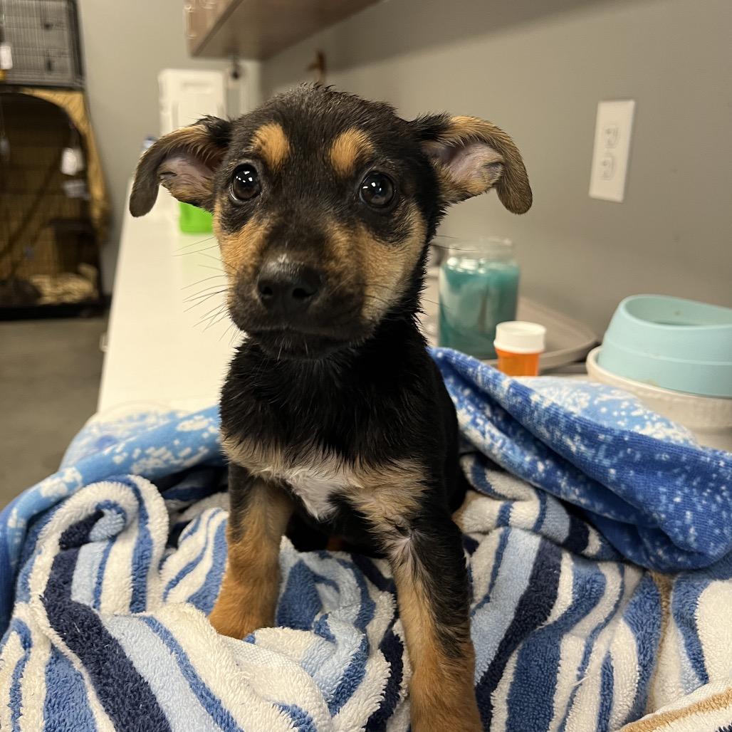 Enlarge Dolly, a Adoptable Shepherd in Atoka, TN image 4/6