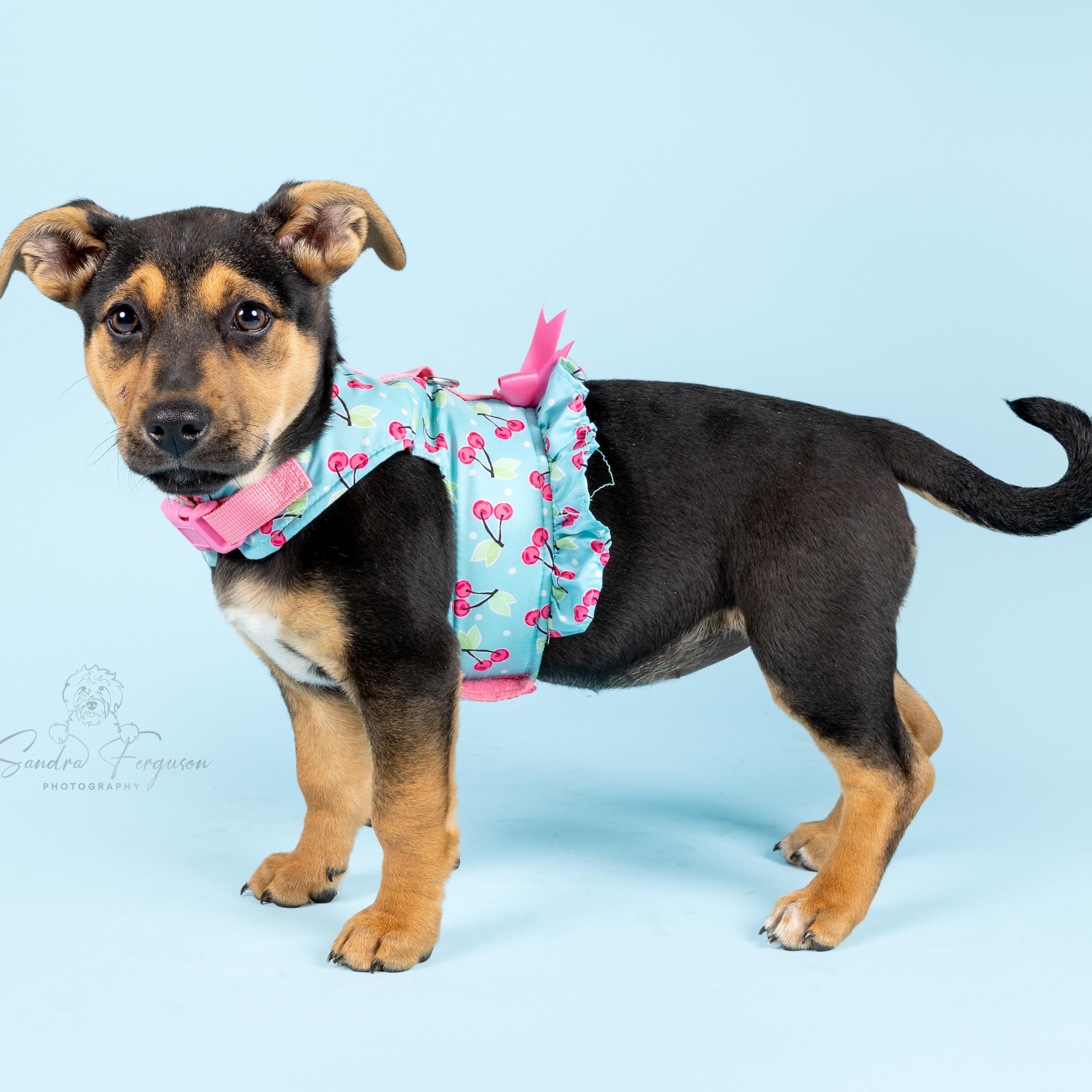 Enlarge Dolly, a Adoptable Shepherd in Atoka, TN image 2/6