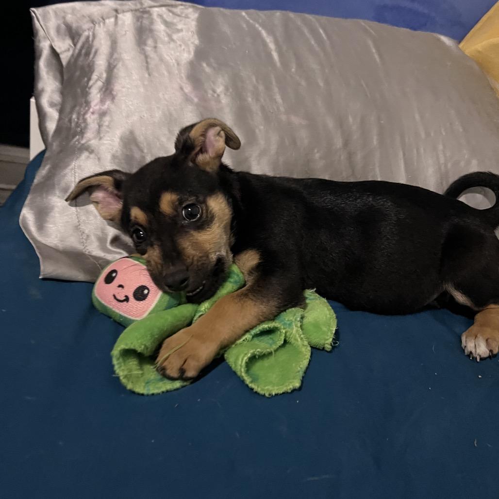 Enlarge Dolly, a Adoptable Shepherd in Atoka, TN image 5/6