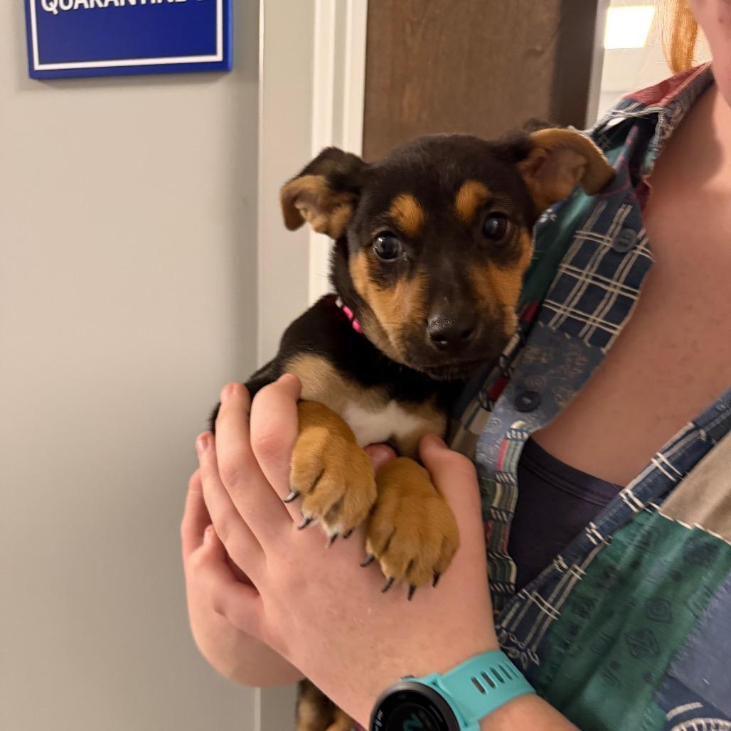 Enlarge Dolly, a Adoptable Shepherd in Atoka, TN image 6/6