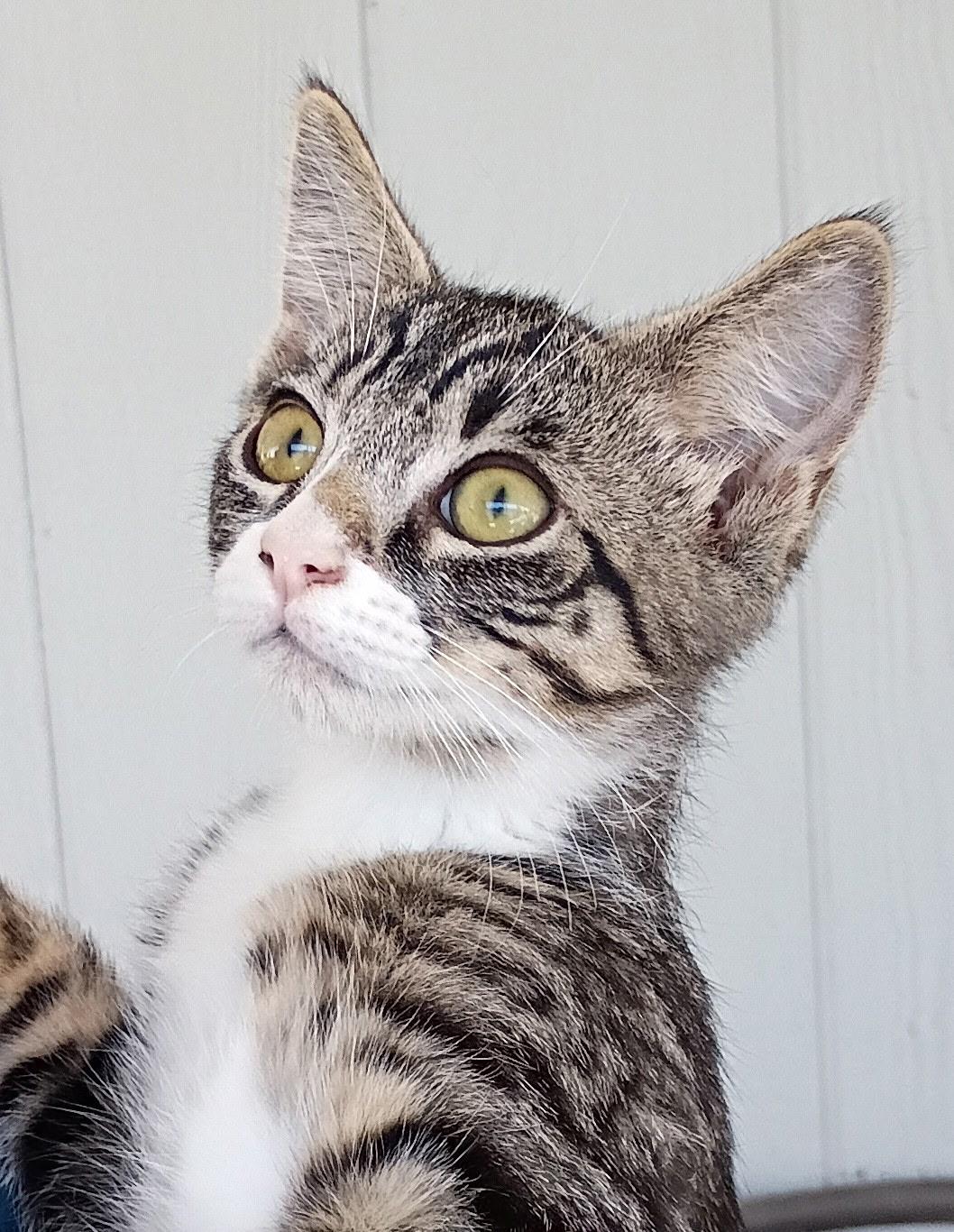 Butterball, an adoptable American Shorthair in Brentwood, CA_image-1