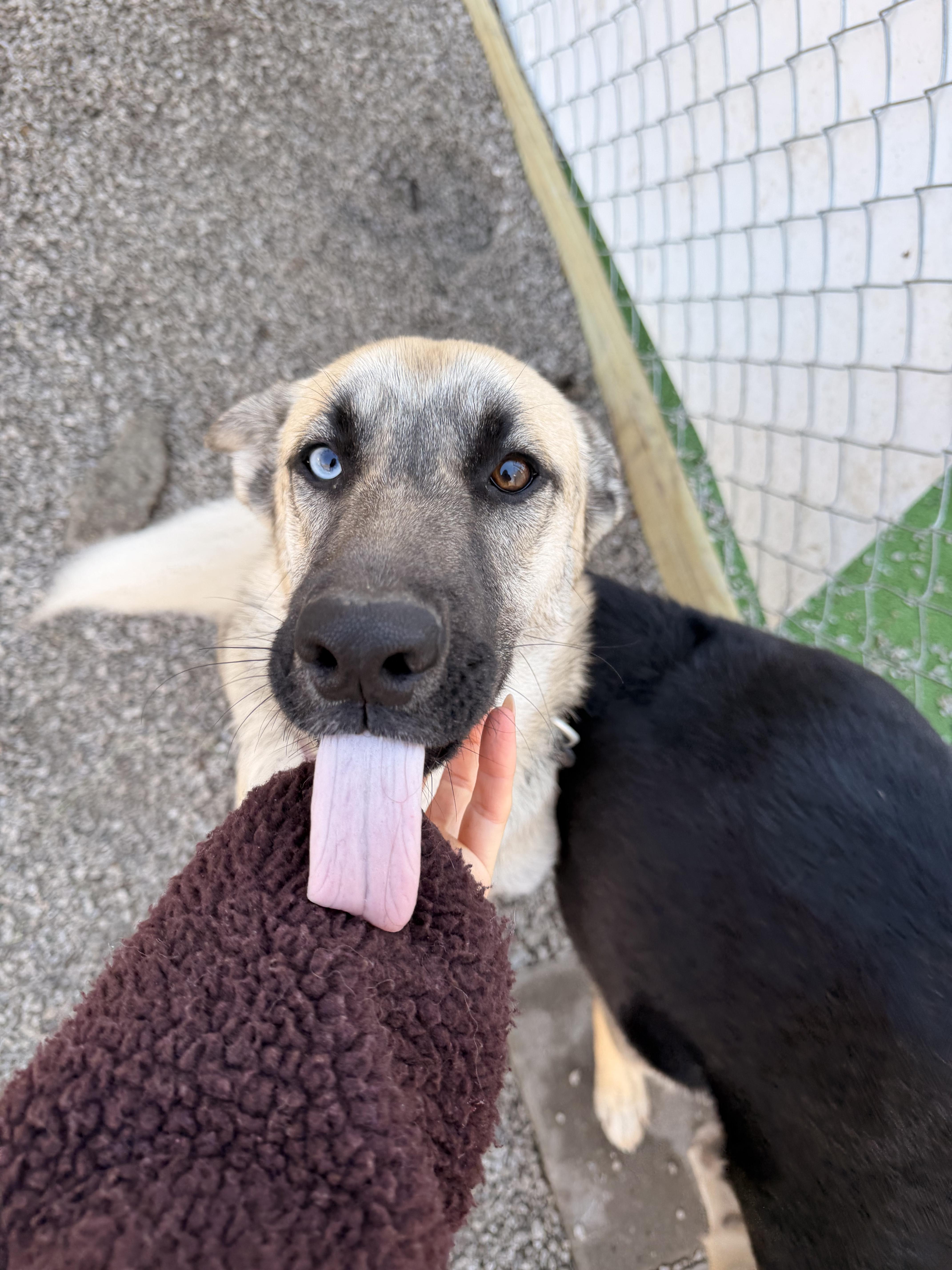 Kaya, adopted, Young Female German Shepherd Dog.