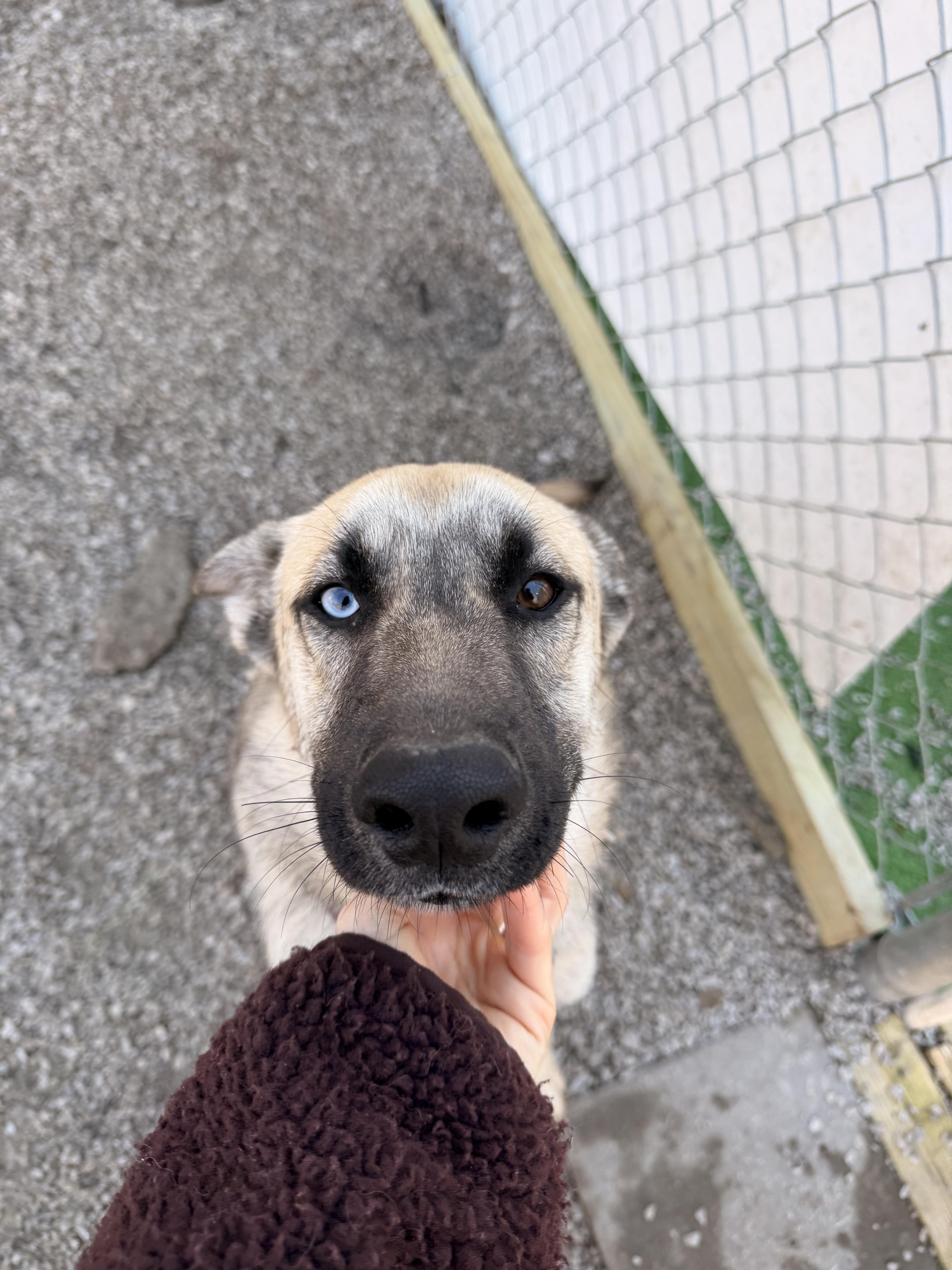 Enlarge Kaya, an adopted mixed breed in Richmond, MO image 2/2