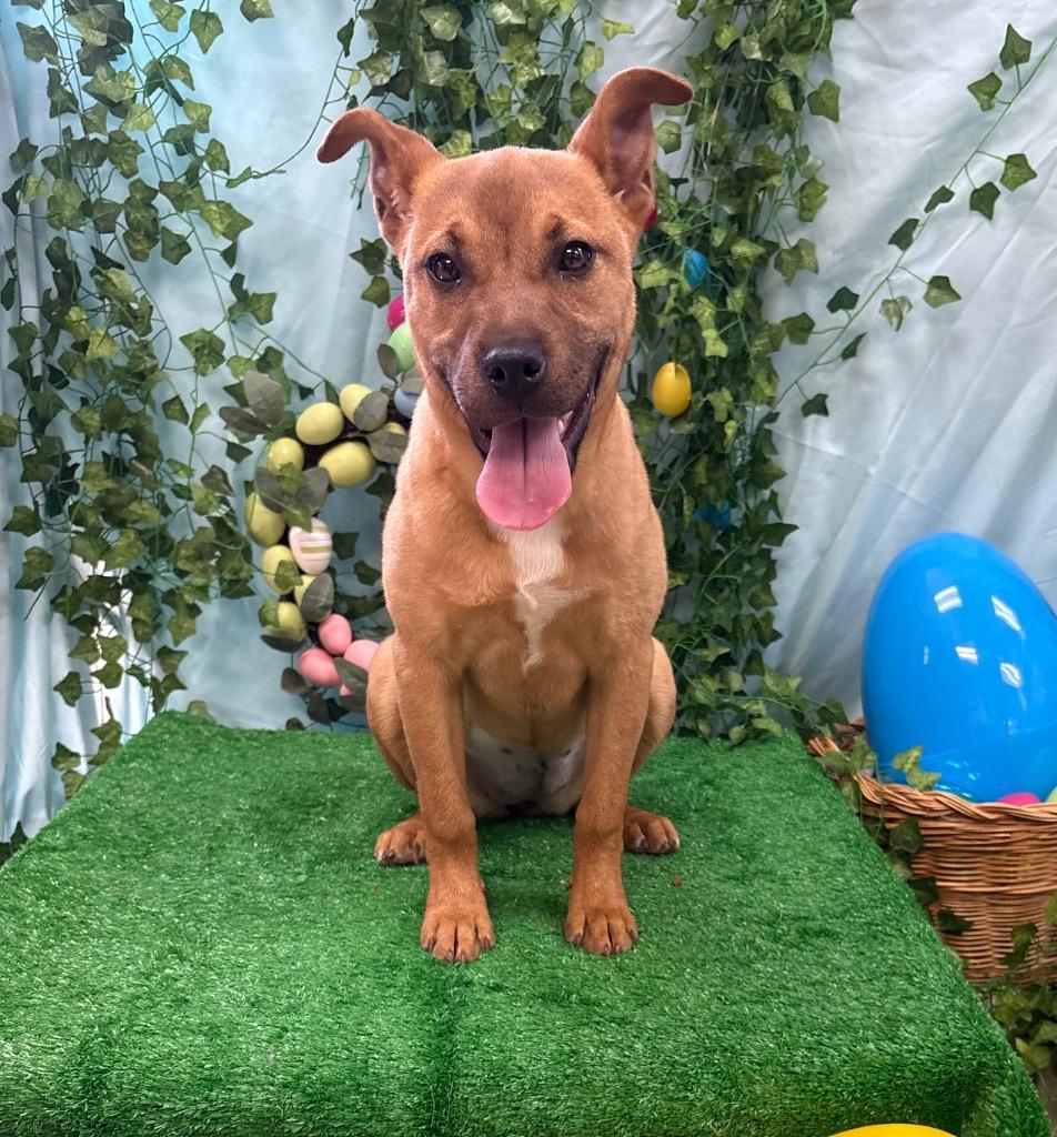 Cory Thiesee, Adoptable, Puppy Female Labrador Retriever.