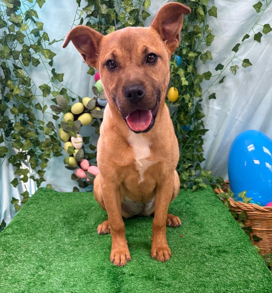 Cory Thiesee, a Adoptable mixed breed in Bryant, AR image 2/4