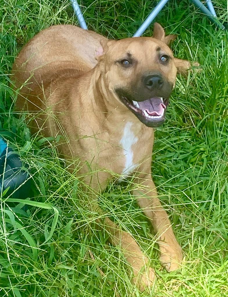 Cory Thiesee, a Adoptable mixed breed in Bryant, AR image 3/4