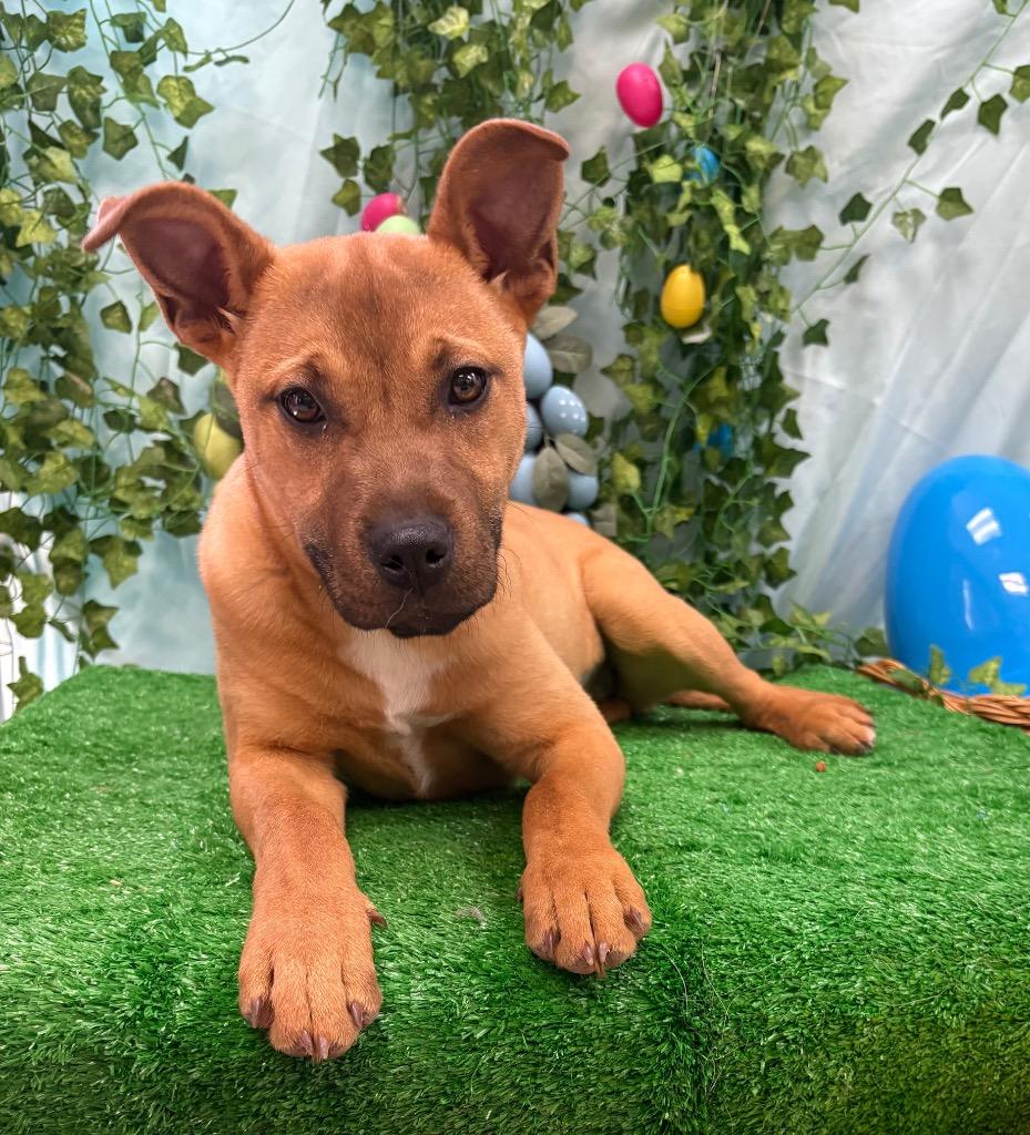 Cory Thiesee, a Adoptable mixed breed in Bryant, AR image 4/4