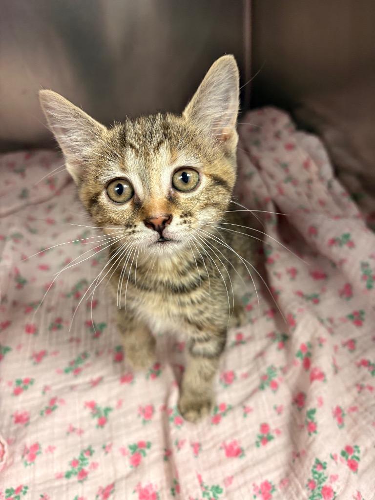 Cloud, Adoptable, Kitten Female Domestic Short Hair.