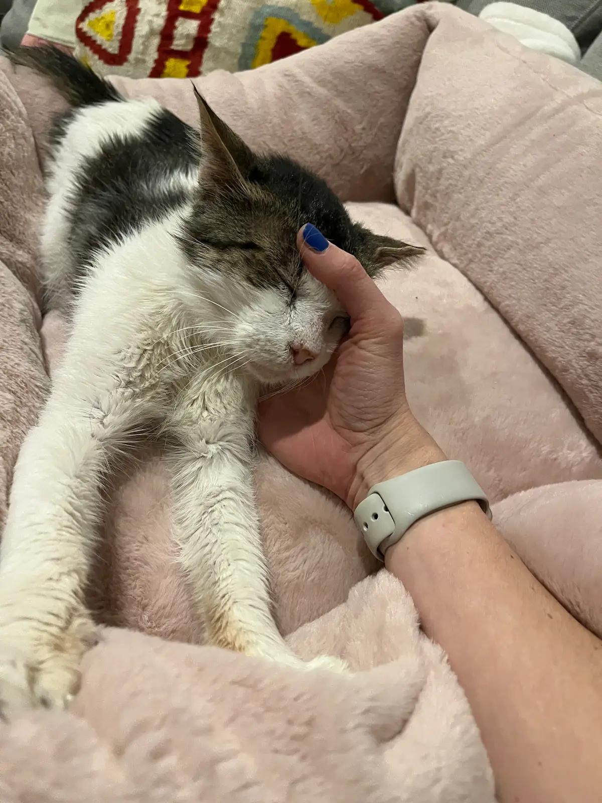 Enlarge Mr. Scraggle, a Adoptable Domestic Short Hair in Nashville, TN image 1/1