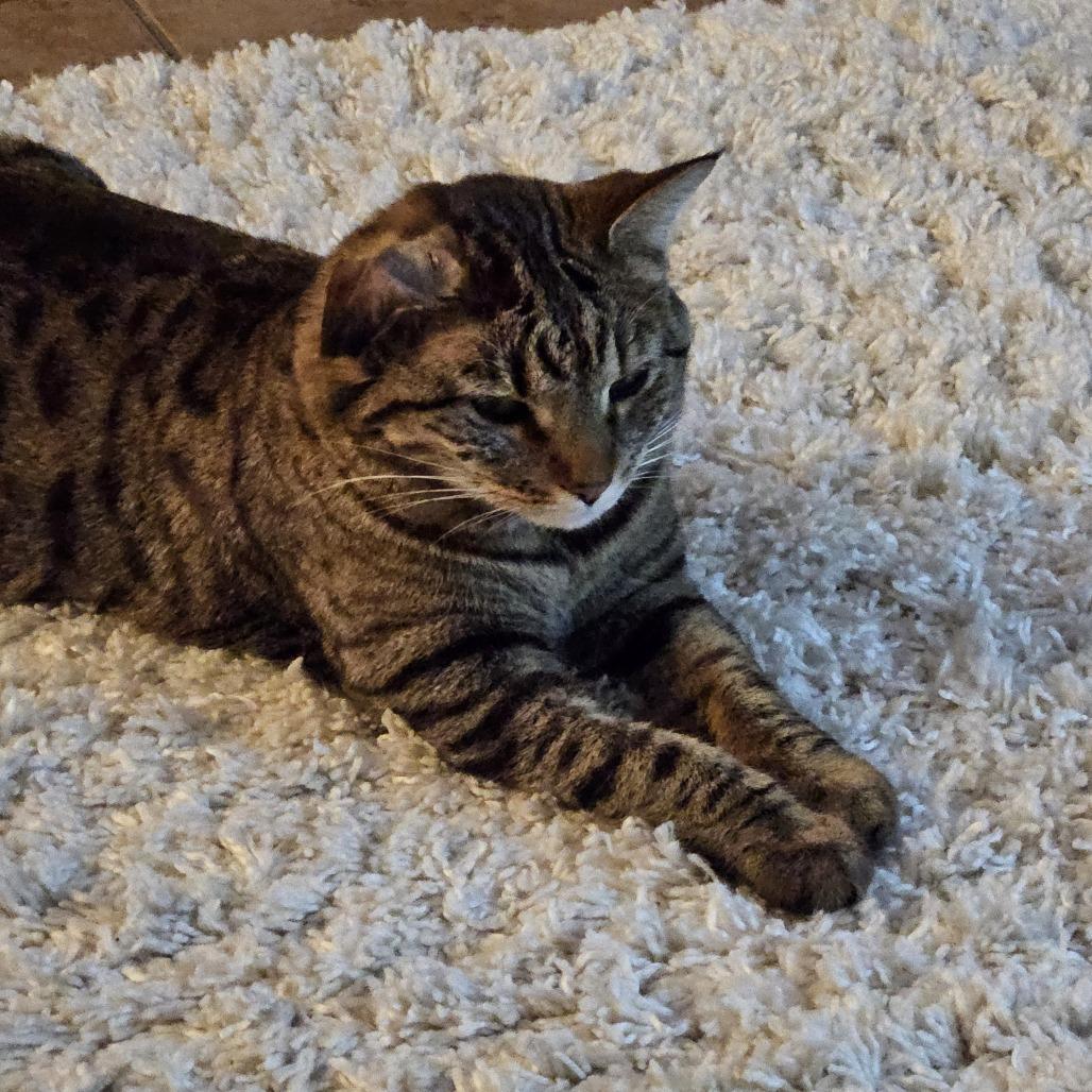 Chico, Adoptable, Adult Male Domestic Short Hair.