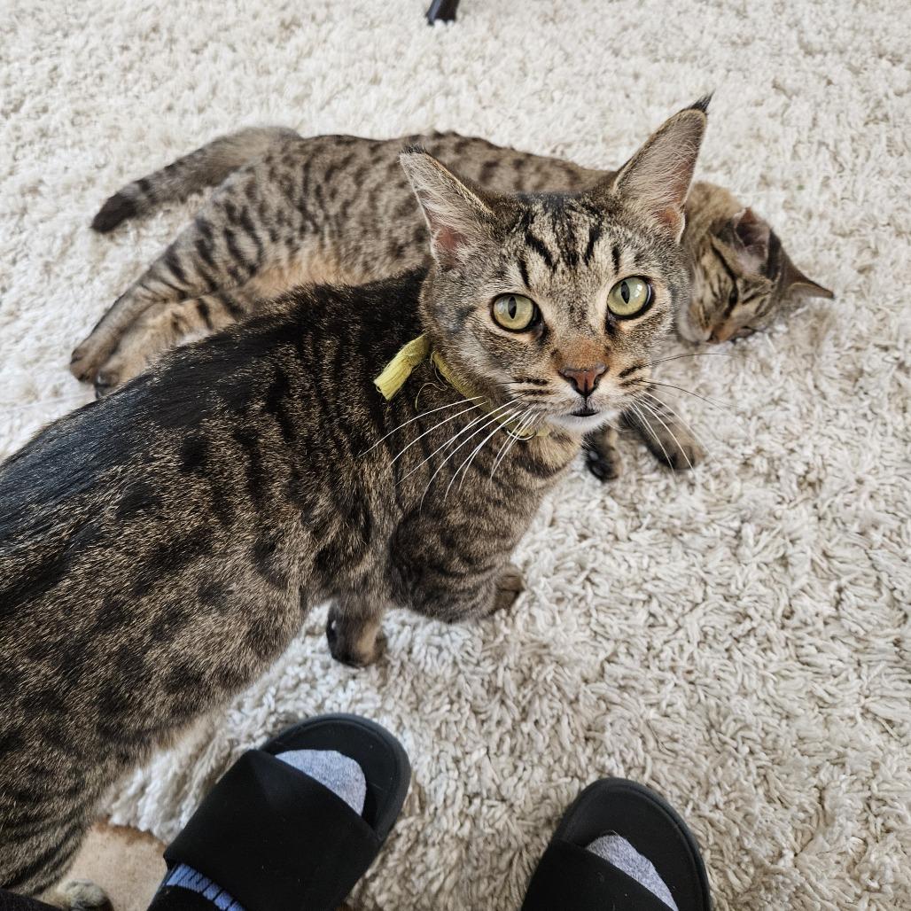 Enlarge Chico, a Adoptable Domestic Short Hair in Las Vegas, NV image 2/6