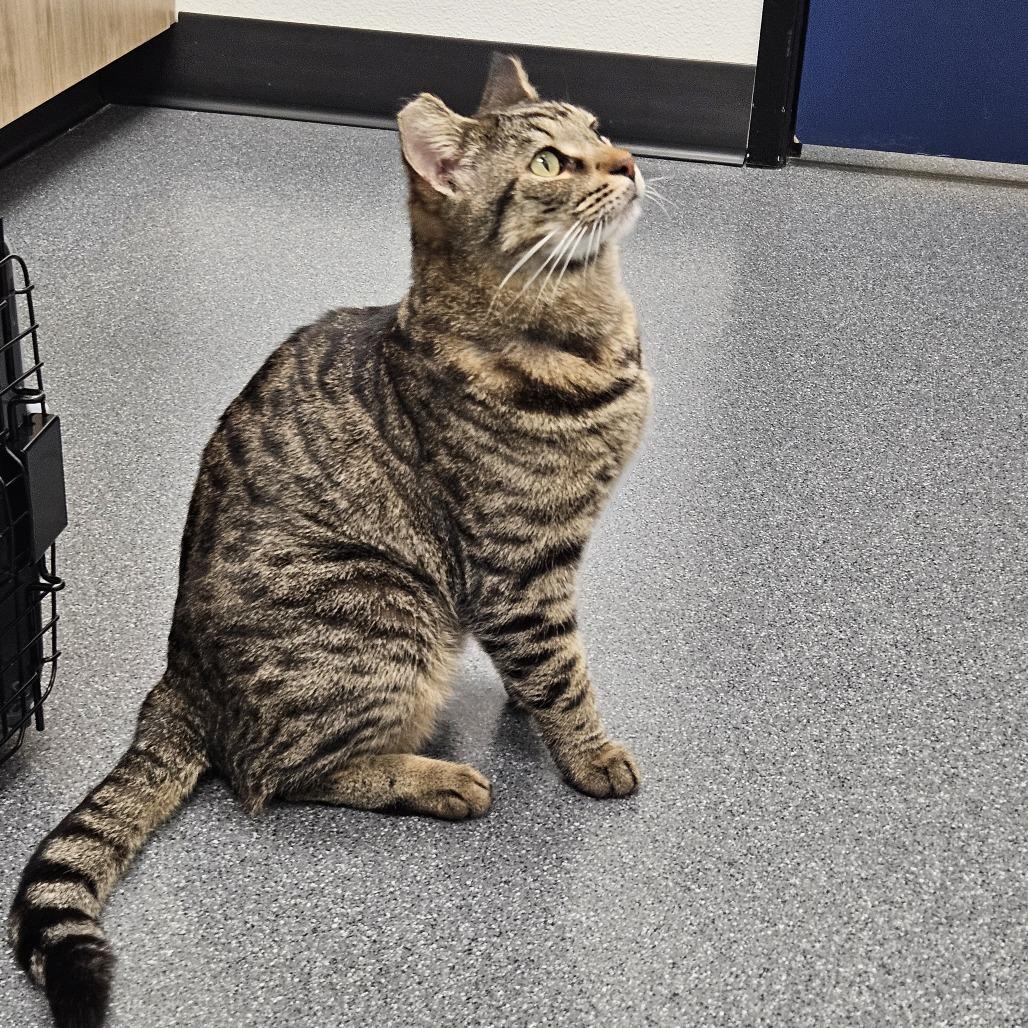 Enlarge Chico, a Adoptable Domestic Short Hair in Las Vegas, NV image 3/6