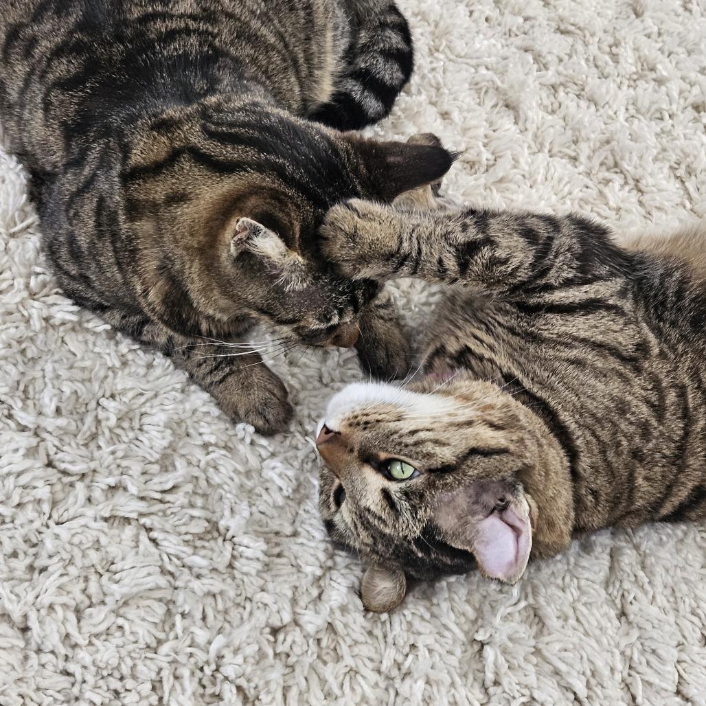 Enlarge Chico, a Adoptable Domestic Short Hair in Las Vegas, NV image 4/6