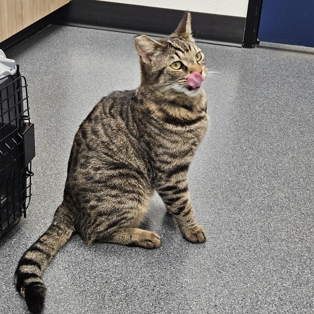 Enlarge Chico, a Adoptable Domestic Short Hair in Las Vegas, NV image 5/6