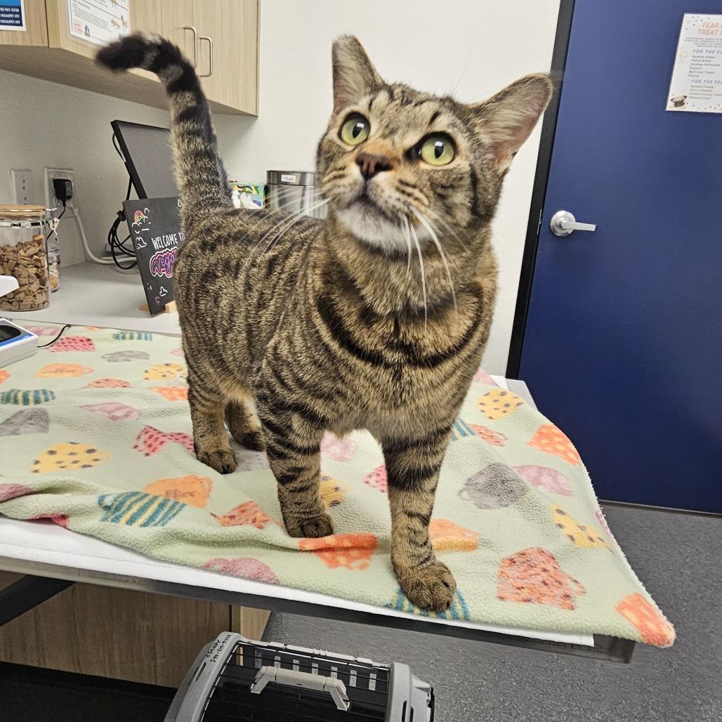 Enlarge Chico, a Adoptable Domestic Short Hair in Las Vegas, NV image 6/6