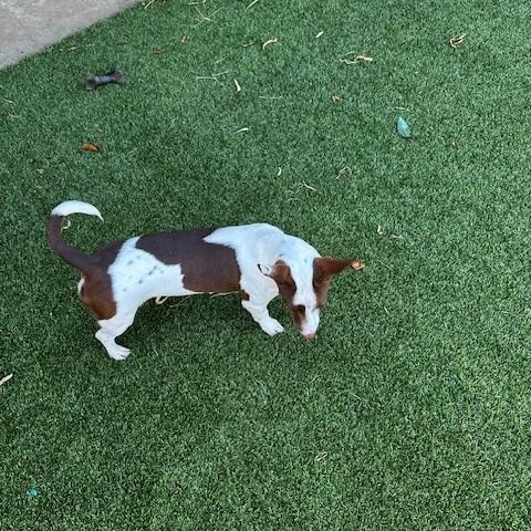 Aja, ADOPTABLE, Young Female Terrier.